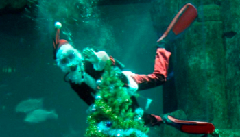 Organiser un Arbre de Noël