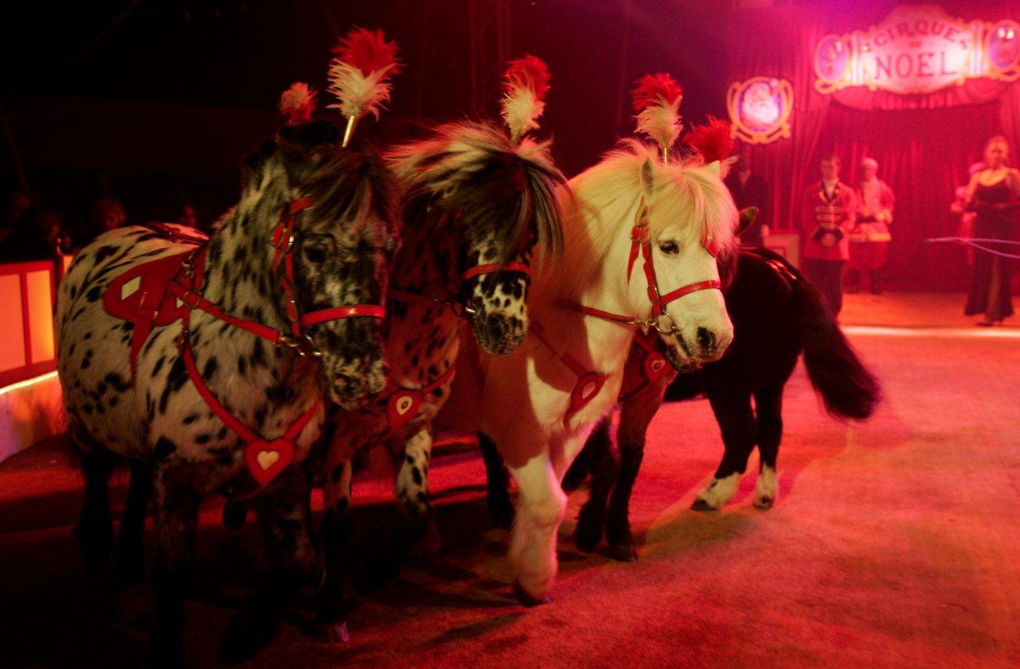 Cirque de Noël Christiane Bouglione (goûter)